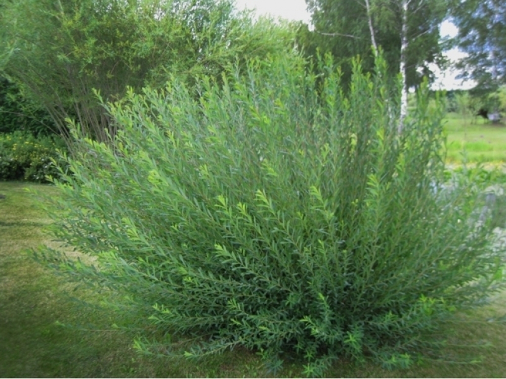 Ива гибридная (Salix x hybrida)