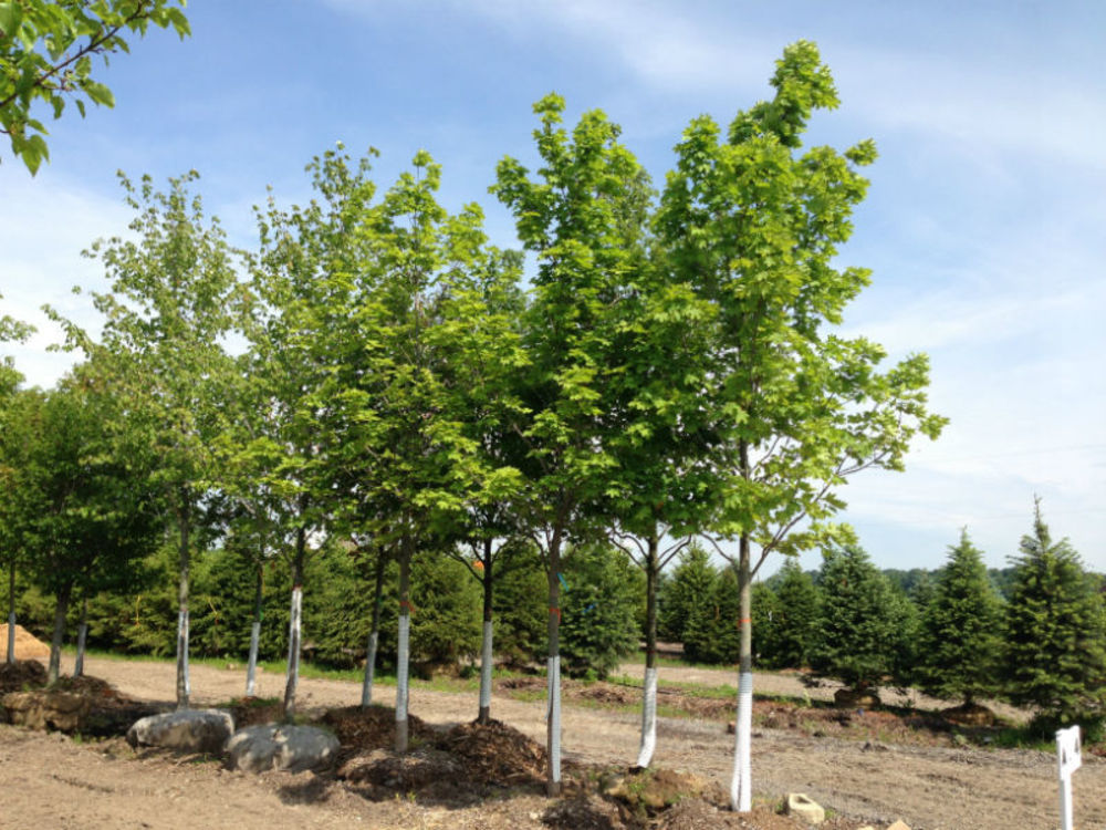 Клен остролистный Суперформ (Acer platanoides 'Superform')