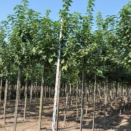 Черёмуха поздняя (Prunus serotina)