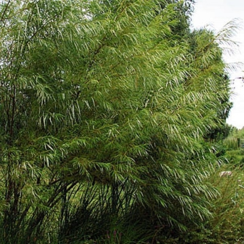 Ива Рекорд (Salix 'Rekord')