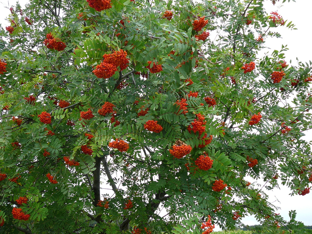 Рябина Невеженская (Sorbus 'Nevezhenskaja')
