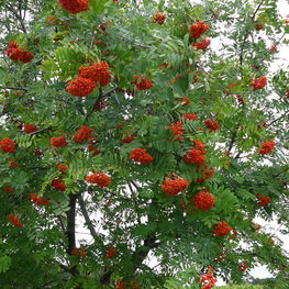 Рябина Невеженская (Sorbus 'Nevezhenskaja')