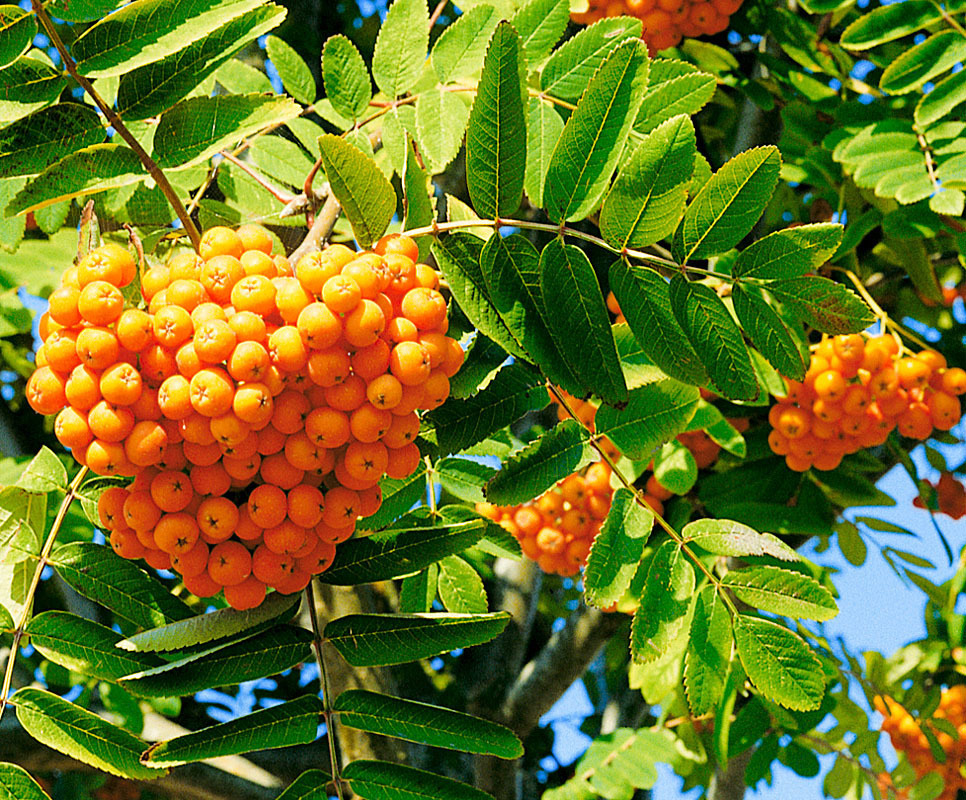 Рябина Солнечная (Sorbus 'Solnechnaja')