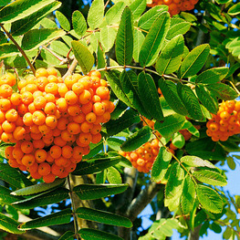 Рябина Солнечная (Sorbus 'Solnechnaja')