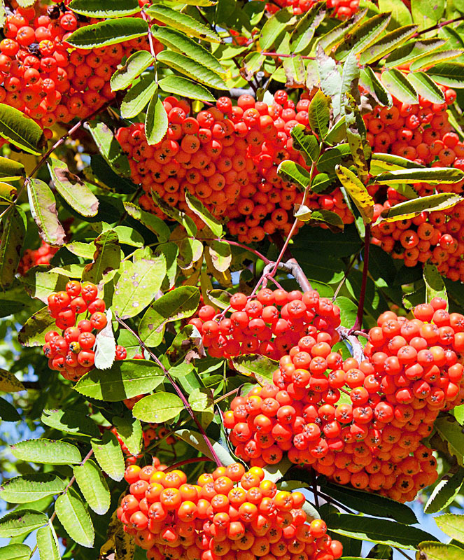 Рябина Сорбинка (Sorbus 'Sorbinka')