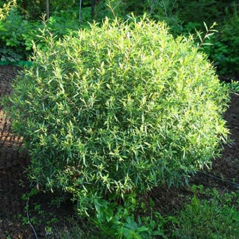 Ива блестящая (Salix lucida)