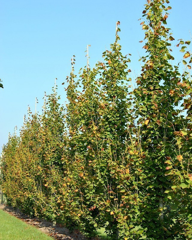 Липа крупнолистная Пирамидалис Ауреа (Tilia platyphyllos 'Pyramidalis Aurea')