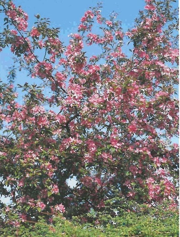 Декоративная яблоня Директор Мурланд (Malus 'Director Moerland')