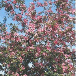 Декоративная яблоня Директор Мурланд (Malus 'Director Moerland')