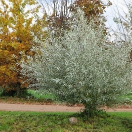 Ива белая шелковистая (Salix alba var. sericea)