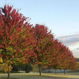 Клен Фримана Цельзам (Acer x freemanii 'Celzam')