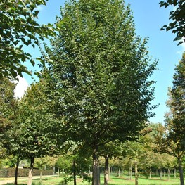 Липа мелколистная Роелво (Tilia cordata 'Roelvo')