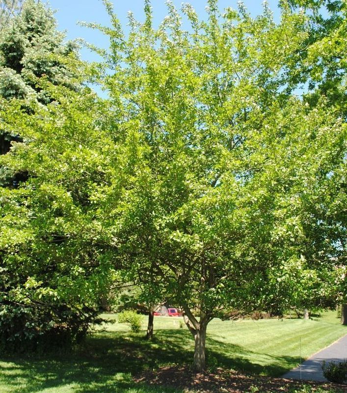 Боярышник зеленый Винтер Кинг (Crataegus viridis 'Winter King')