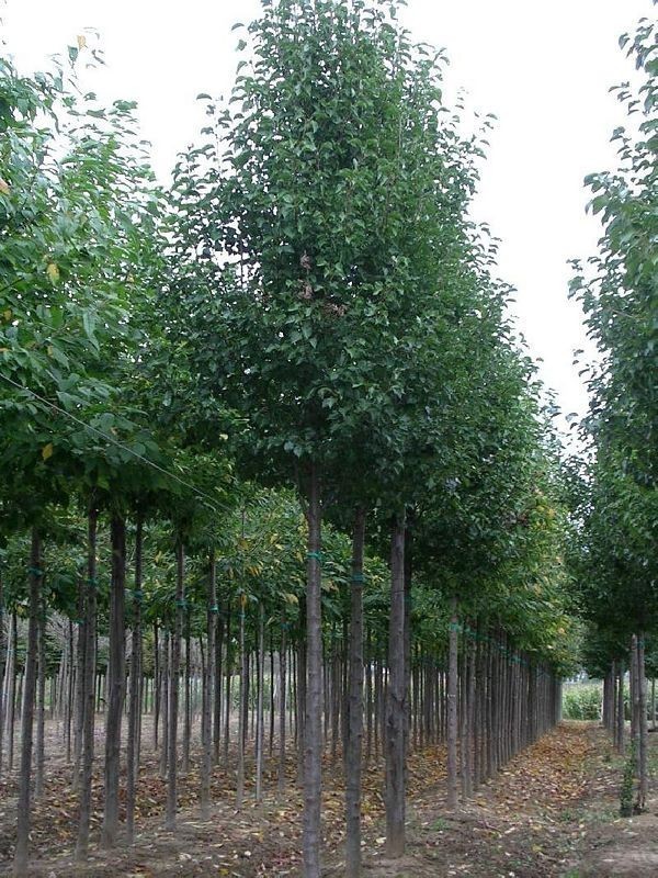 Груша каллериана Шантеклер (Pyrus calleryana 'Chanticleer')