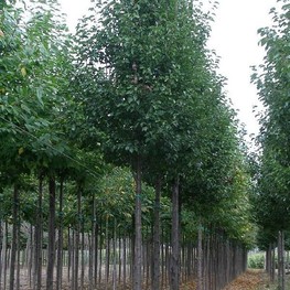 Груша каллериана Шантеклер (Pyrus calleryana 'Chanticleer')