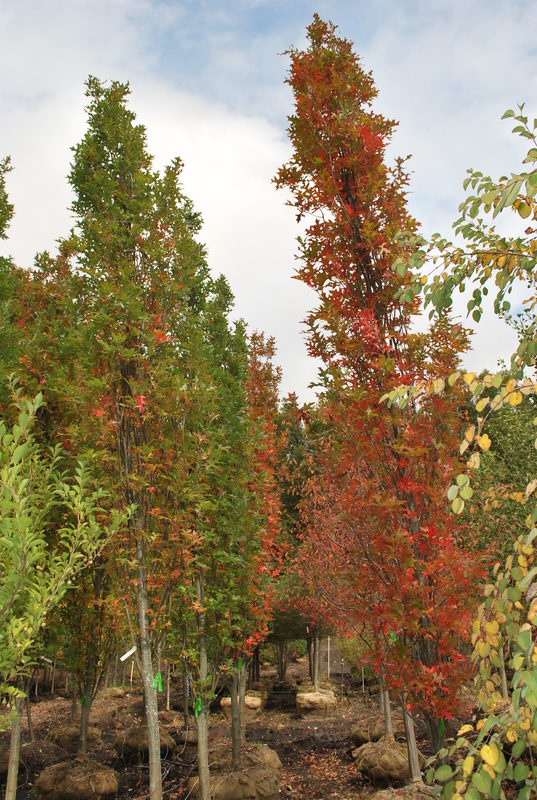Дуб болотный Грин Пиллар (Quercus palustris 'Green Pillar')