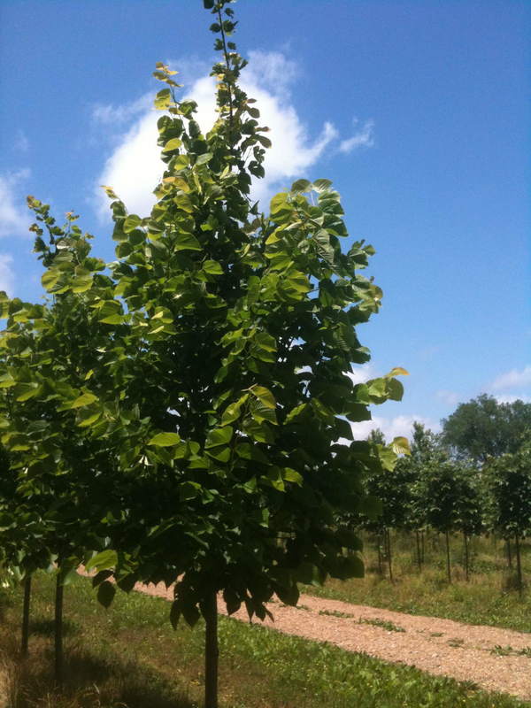 Липа американская (Tilia americana)