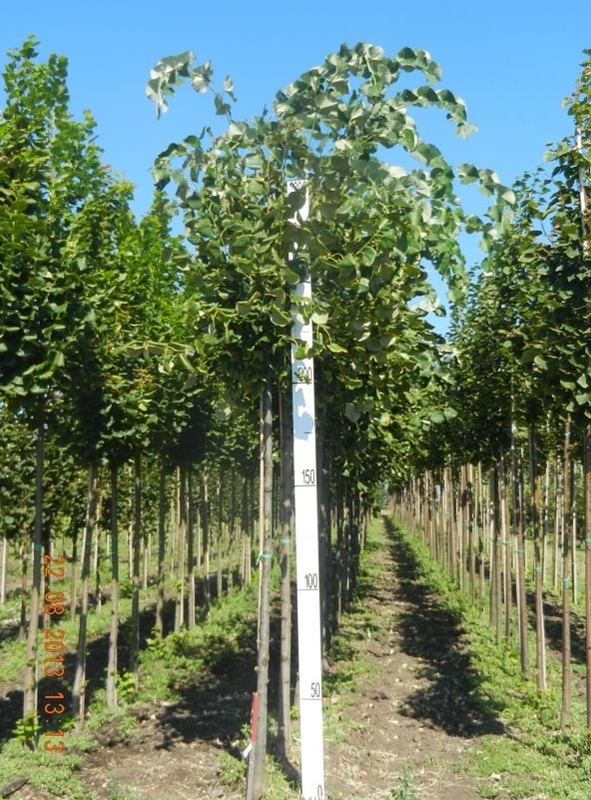 Липа войлочная Стерлинг (Tilia tomentosa 'Sterling')