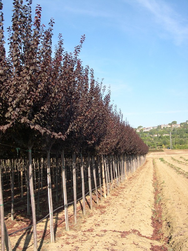 Слива растопыренная Писсарди (Prunus cerasifera 'Pissardii')