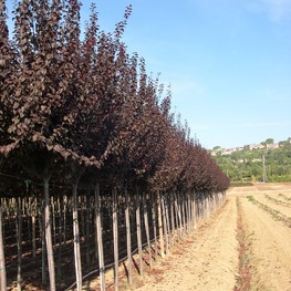 Слива растопыренная Писсарди (Prunus cerasifera 'Pissardii')