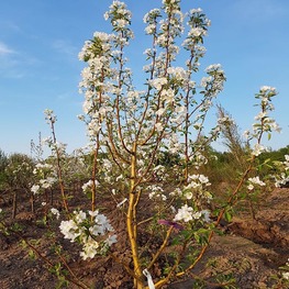 Яблоня Уральское наливное (Malus 'Uralskoe Nalivnoe')