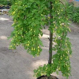 Акация древовидная Пендула (Caragana arborescens 'Pendula')