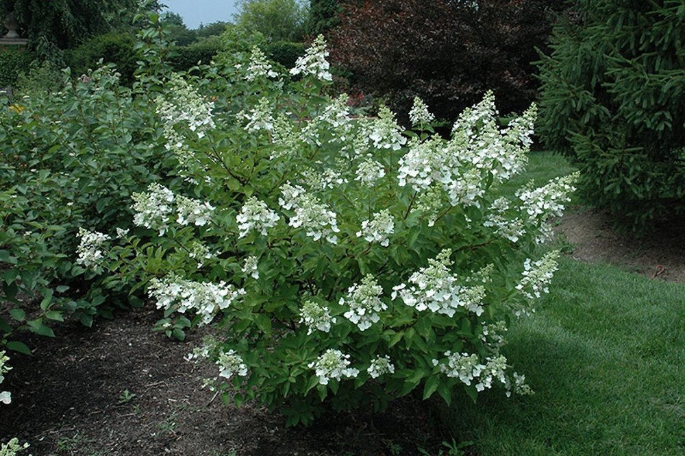 Гортензия метельчатая Юник (Hydrangea paniculata 'Unique')