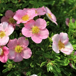 Лапчатка кустарниковая Пинк Бьюти (Potentilla fruticosa 'Pink Beauty')
