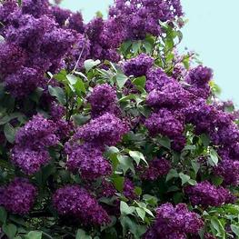 Сирень обыкновенная Индия (Syringa vulgaris 'Indiya')