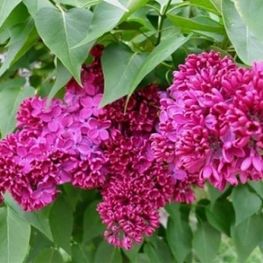 Сирень обыкновенная Красная Москва (Syringa vulgaris 'Krasnaya Moskva')