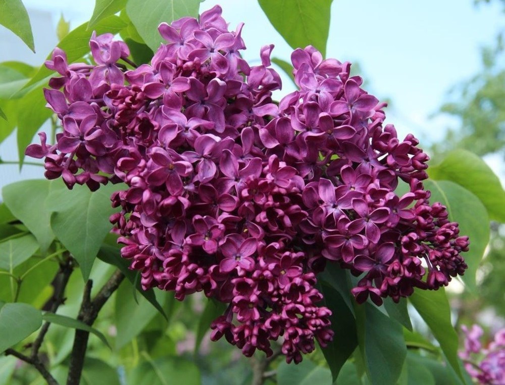 Сирень обыкновенная Энн Шиач (Syringa vulgaris 'Anne Shiach')