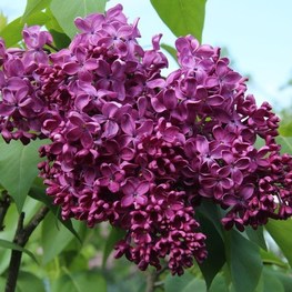 Сирень обыкновенная Энн Шиач (Syringa vulgaris 'Anne Shiach')