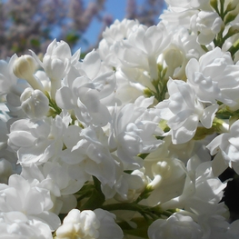 Сирень обыкновенная Мисс Элен Вильмот (Syringa vulgaris 'Miss Ellen Willmott')