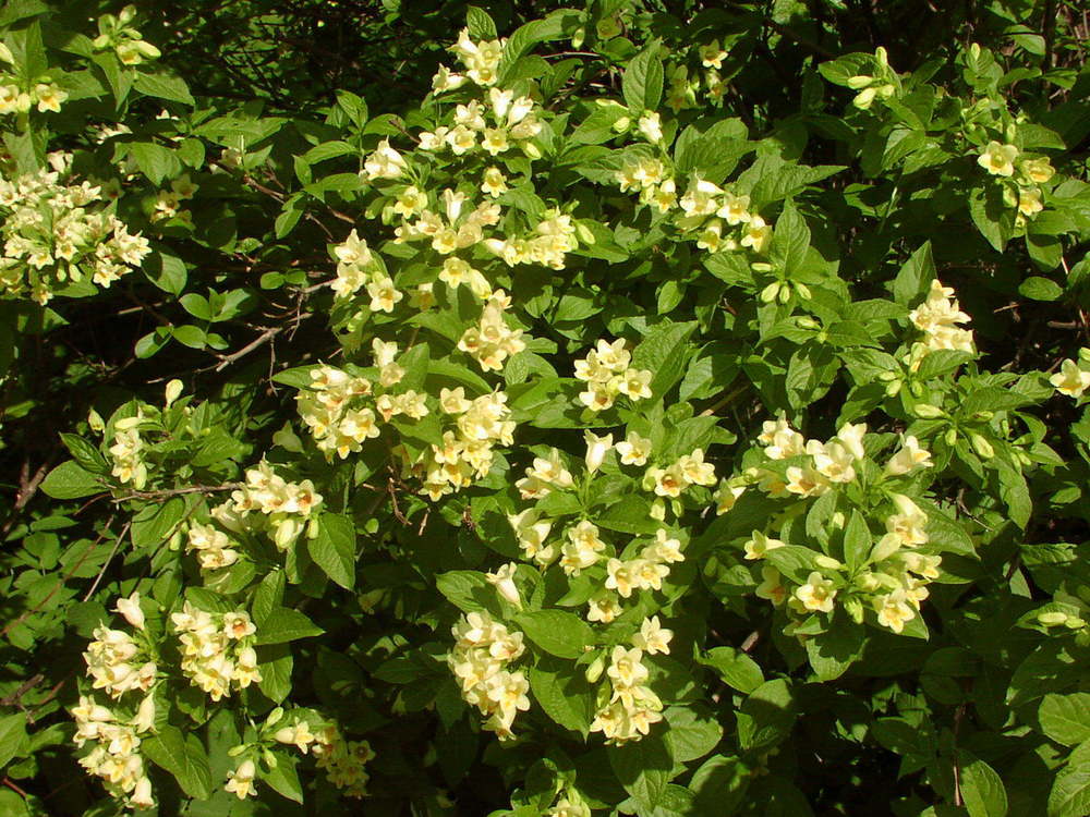 Вейгела Миддендорфа (Weigela middendorffiana)