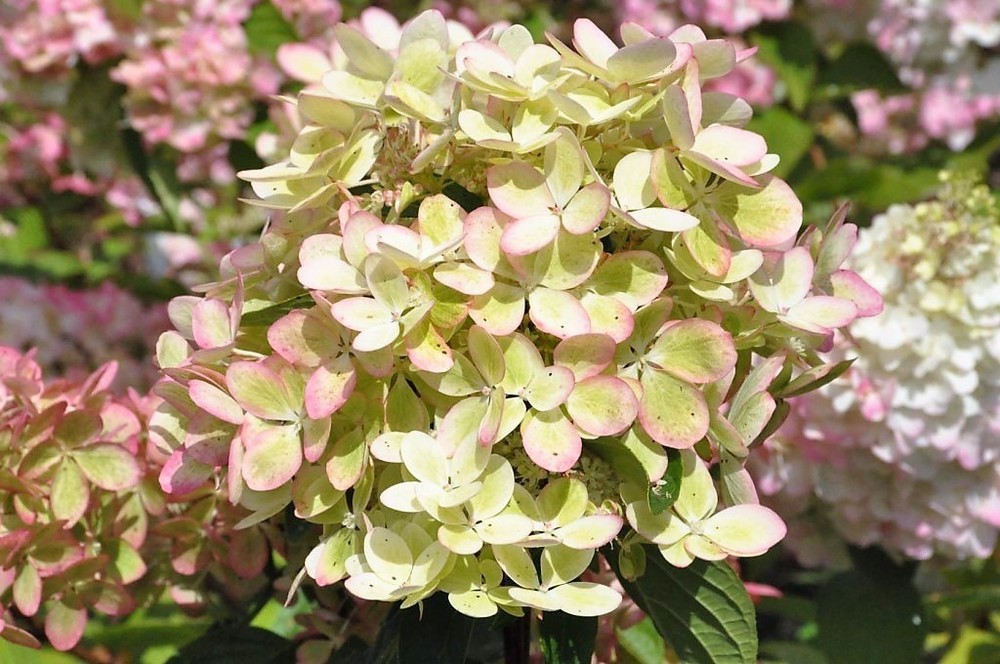 Гортензия метельчатая Пастель Green (Hydrangea paniculata 'Pastel Green')