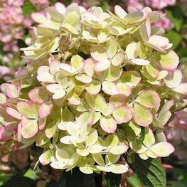 Гортензия метельчатая Пастель Green (Hydrangea paniculata 'Pastel Green')