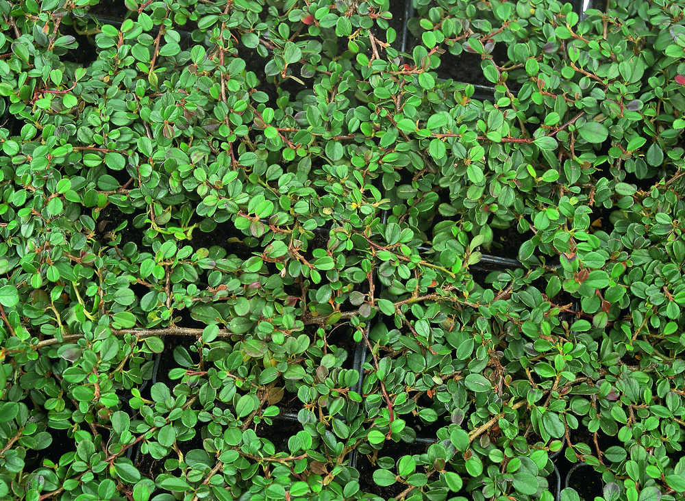 Кизильник горизонтальный Боер (Cotoneaster horizontalis 'Boer')