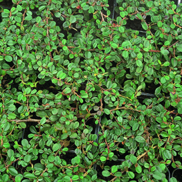 Кизильник горизонтальный Боер (Cotoneaster horizontalis 'Boer')