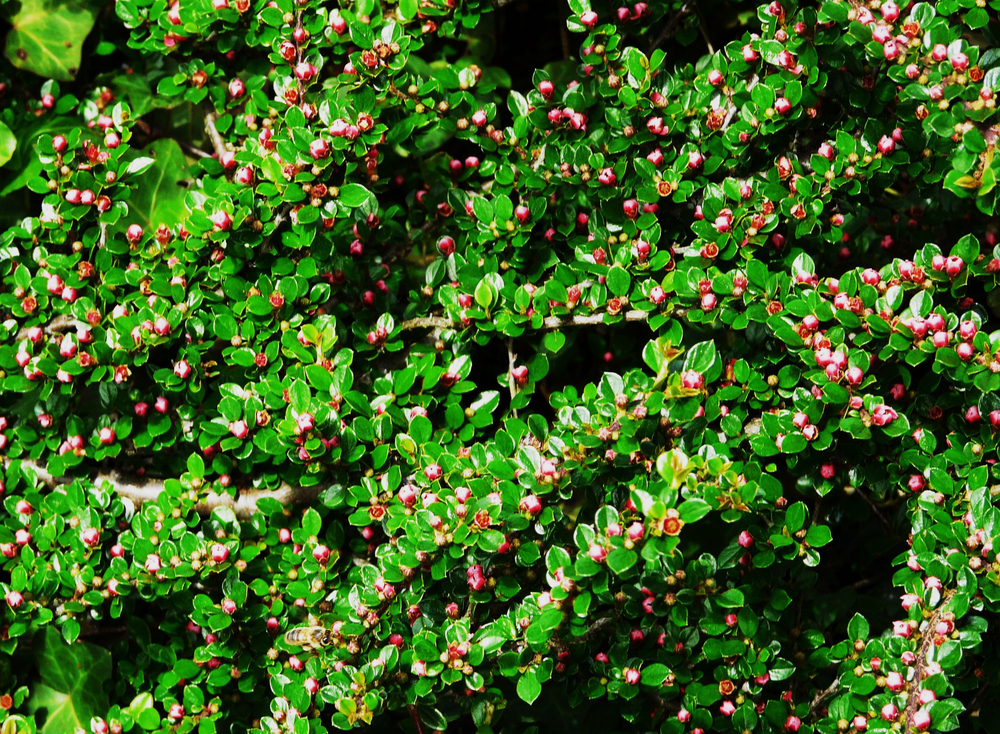 Кизильник горизонтальный Тангстедт (Cotoneaster horizontalis 'Tangstedt')