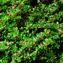 Кизильник горизонтальный Тангстедт (Cotoneaster horizontalis 'Tangstedt')