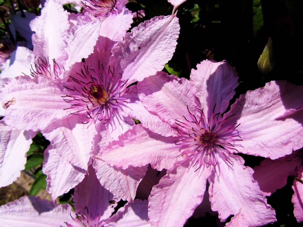 Клематис гибридный (Clematis hybrida)