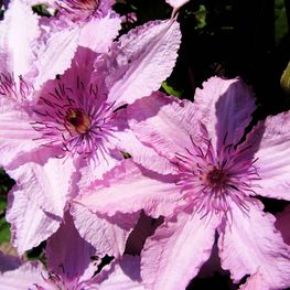 Клематис гибридный (Clematis hybrida)