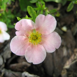 Лапчатка кустарниковая Пинк Виспер (Dasiphora fruticosa 'Pink Whisper')
