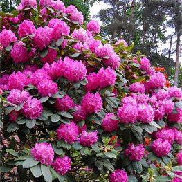 Рододендрон гибридный Германия (Rhododendron hybridum 'Germania')