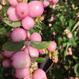 Снежноягодник розовоплодный Мазер оф Перл (Symphoricarpos x doorenbosii 'Mother of Pearl')