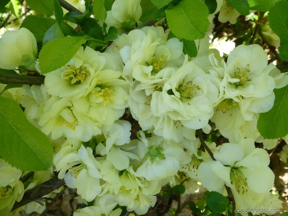Айва японская Юкиготен (Chaenomeles japonica 'Yukigoten')