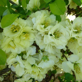 Айва японская Юкиготен (Chaenomeles japonica 'Yukigoten')