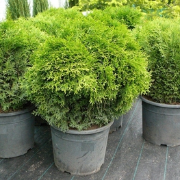 Туя западная Литтл Джем (Thuja occidentalis 'Little Gem')