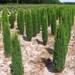 Можжевельник обыкновенный Арнольд (Juniperus communis 'Arnold')