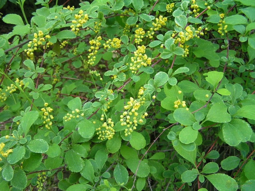 Барбарис корейский (Berberis koreana)